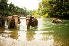 Family Of Sumatran Elephants (Elephas Maximus Sumatranus) Bathing In River