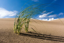 Grass Growing In The Sand Dunes