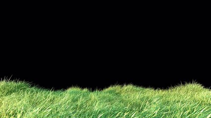 Wall Mural - grass wind seamless loop with alpha channel. element footage place on footage or background and easi