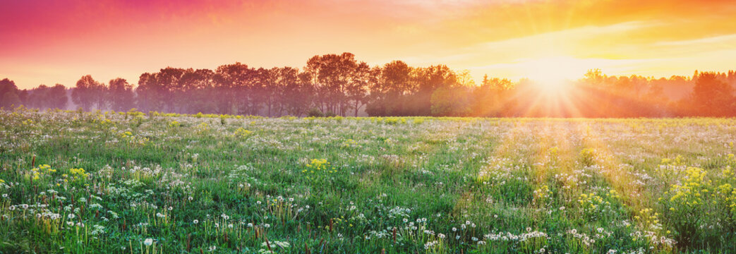 Fototapete - Beautiful view of the sunset on the field with fluffy white dandelions.