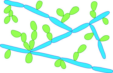 Wall Mural - Candida tropicalis yeasts, microscopic fungi that cause infections in immunocompromised patients. Scientific illustration showing pseudohyphae and blastoconidia formed singly or in small groups