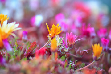 Sticker - Blooming colorful Dorotheanthus bellidiformis