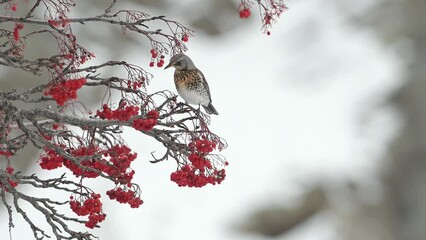 Wall Mural - The wonderful Fieldfare flies away from rowan tree (Turdus pilaris)