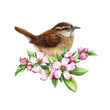Wren bird with spring apple flowers. Watercolor illustration. Hand drawn realistic garden bird springtime image. Tiny cute songbird. Single Carolina wren bird beautiful flower decor.