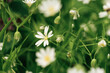 beautiful white flower closeup, macro. fresh background, spring theme
