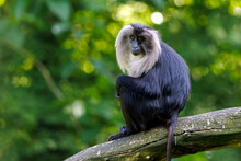 The Lion-tailed Macaque (Macaca Silenus), Also Known As The Wanderoo