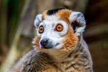 The Crowned Lemur (Eulemur Coronatus) Close Up Shot