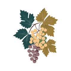 Grape Icon, Grapevine Pictogram, Wine Fruit Symbol, Grape Bunch Vector Illustration