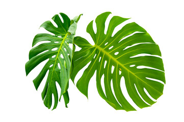Wall Mural - monstera leaves leaves with isolate leaves on transparent background png file