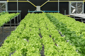 salad farm vegetables green oak lettuce. Close up fresh organic hydroponic vegetable plantation produce green salad hydroponic cultivation farm Green oak lettuce salad in green Organic plantation Farm