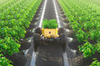 © Dabarti - Automatic delivery robot transports freshly gathered plants beetween the plants.