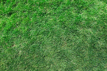 Wall Mural - grass texture from a field