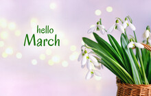 Snowdrop Flowers In Basket On Abstract Light Background. Blossoming White Snowdrops, Symbol Of Spring Season. Freshness Aroma, Harmony Of Nature. March Month Calendar Concept