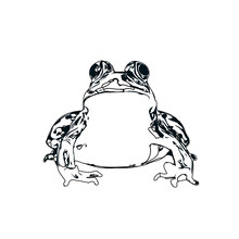 Black And White Sketch Of A Frog With Transparent Background