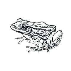 black and white sketch of a frog with transparent background