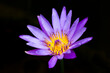 A violet or purple lotus flower Nymphaea Pink Sensation on a black background. Lotus on the lake in natural environment.