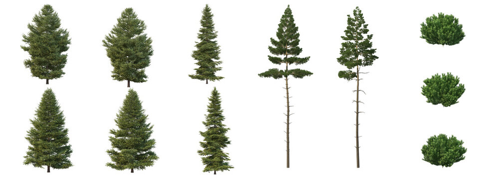collection of conifers, christmas trees, isolated on alpha channel, transparent background
