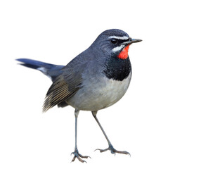 Wall Mural - grey bird with black breast and velvet red chin isolated on white background, chinese rubythroat