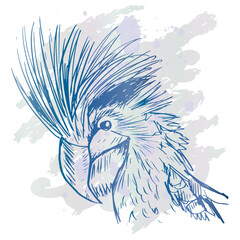 Sketch drawing  black palm cockatoo 