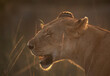 A backlit image of a Lioness in the morning hours at Masai Mara, Kenya