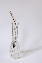 Vase With White Pussy Willow Branches On White Background