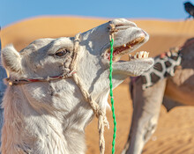 Young White Dromedary Camel Grunting Mouth Open. Side Profile With Green And White Reins, Head Shot Portrait On The Sahara Desert Of Taghit, Algeria With A Blurred Sand Dune And Blue Sky In Background