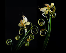 Close-up Of Two White Orchid Mantises On Spiral Tendrils, Indonesia
