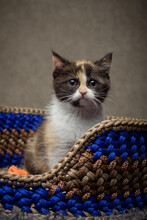 Close-up Of A Fluffy Tabby Kitten Sitting In A Basket