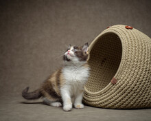 Fluffy Tabby Kitten Sitting By A Basket