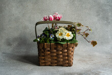 Floral Spring Basket With Cyclamen, Primrose Flowers And Ivy