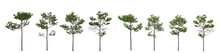 Collection Of Trees Isolated On Alpha Channel, On A Transparent Background. Scene Creator	