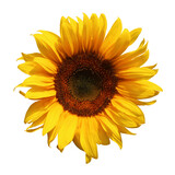 Fototapeta Tęcza - Sunflower flower with transparent background
