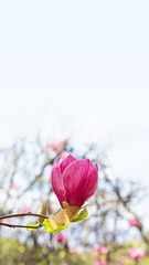Wall Mural - Beautiful blooming pink magnolia tree on spring day with copy space. Selective focus