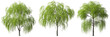 Nature green trees perennial for landscape on transparent backgrounds 3d illustration png