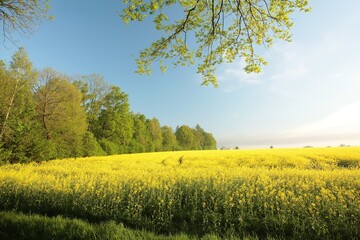 Wall Mural - Rape field at the edge of a forest in the morning, Poland