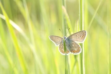 Wall Mural - Common Blue Butterfly in the meadow on a sunny spring morning