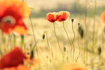 Fotomurales - Poppies in the field at sunrise, June, Poland