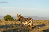 Fototapeta  - Side photo of mountain zebra looking into the camera bathed in golden light of the sunset in Mountain Zebra National Park, South Africa 