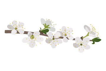 Tree branch with white flowers. Spring background.