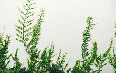 Wall Mural - Green ivy plants and white wall background.