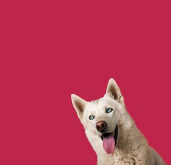 Poster - Funny cute young dog on colored background