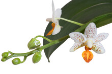 Close-up Of The Phalaenopsis Mini Mark In Bloom Partially With Some Buds Isolated