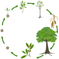 Wall Mural - Life cycle of a quercus austrocochinchinensis tree on a white background.