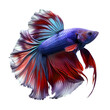 siamese fighting fish isolated