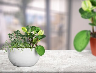Wall Mural - Fresh green house plant on the desk