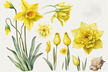 Set of yellow daffodils flowers. Watercolor illustration. Love card. Wedding Invitation. Generative AI