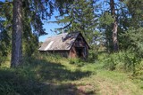 Fototapeta Las - Abandoned old wooden hut in the forest