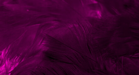 Wall Mural - purple hawk feathers with visible detail. background or texture