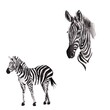 zebra isolated on white background , set 
