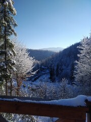 snow covered trees